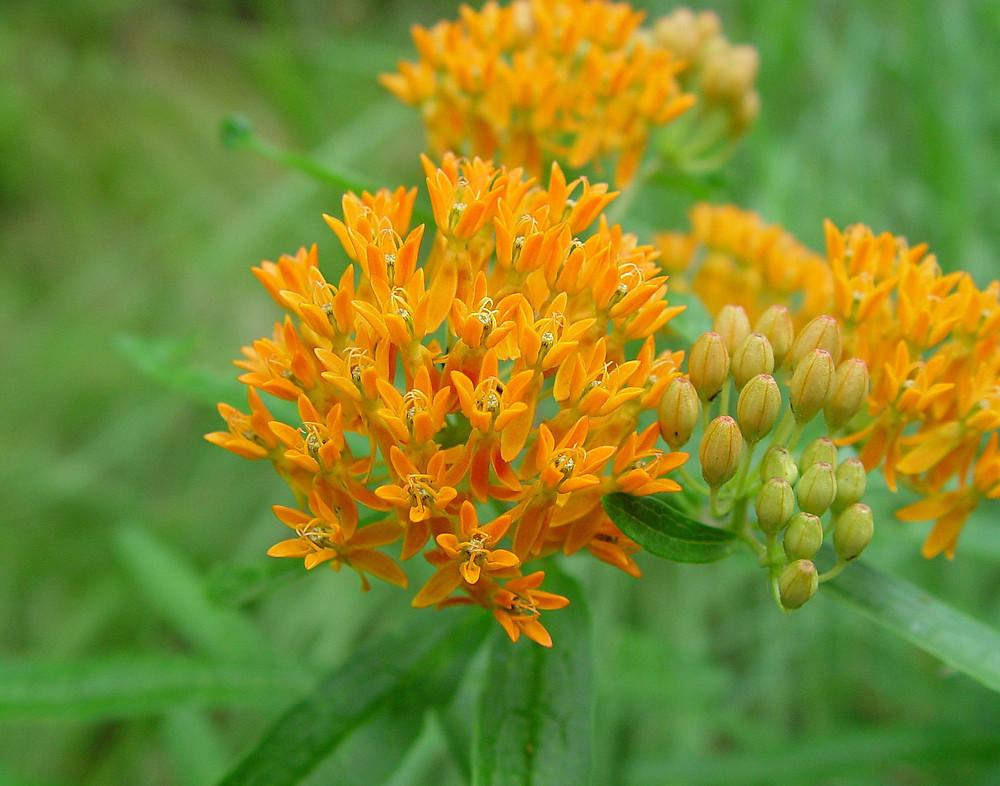G1399 Asclepias Tuberosa - View 10 from www redcrocus com