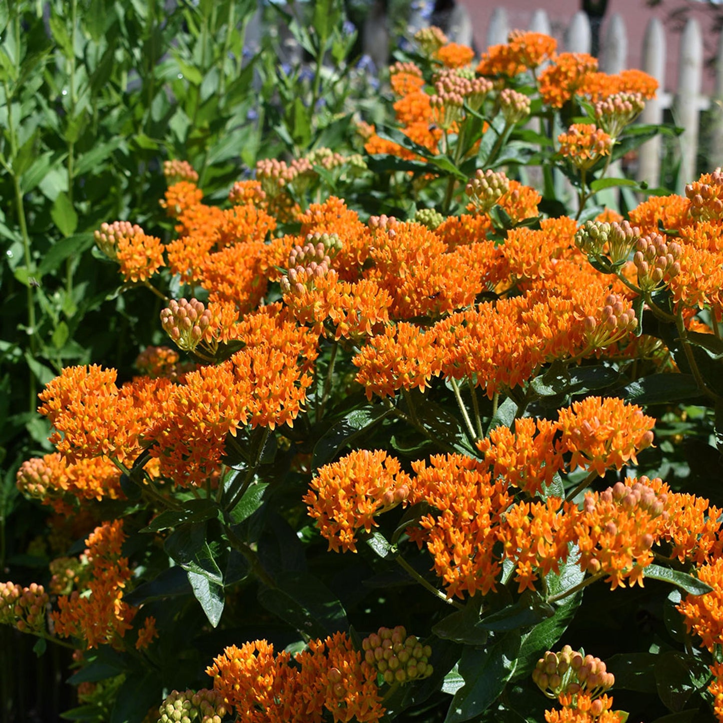 G1399 Asclepias Tuberosa - View 11 from www redcrocus com