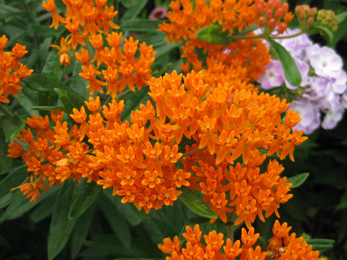 G1399 Asclepias Tuberosa - View 12 from www redcrocus com