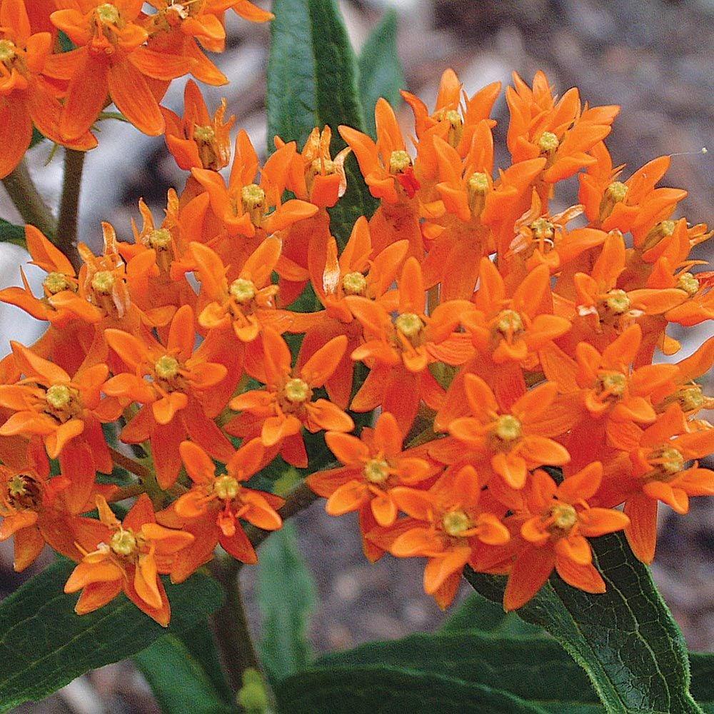 G1399 Asclepias Tuberosa - View 13 from www redcrocus com
