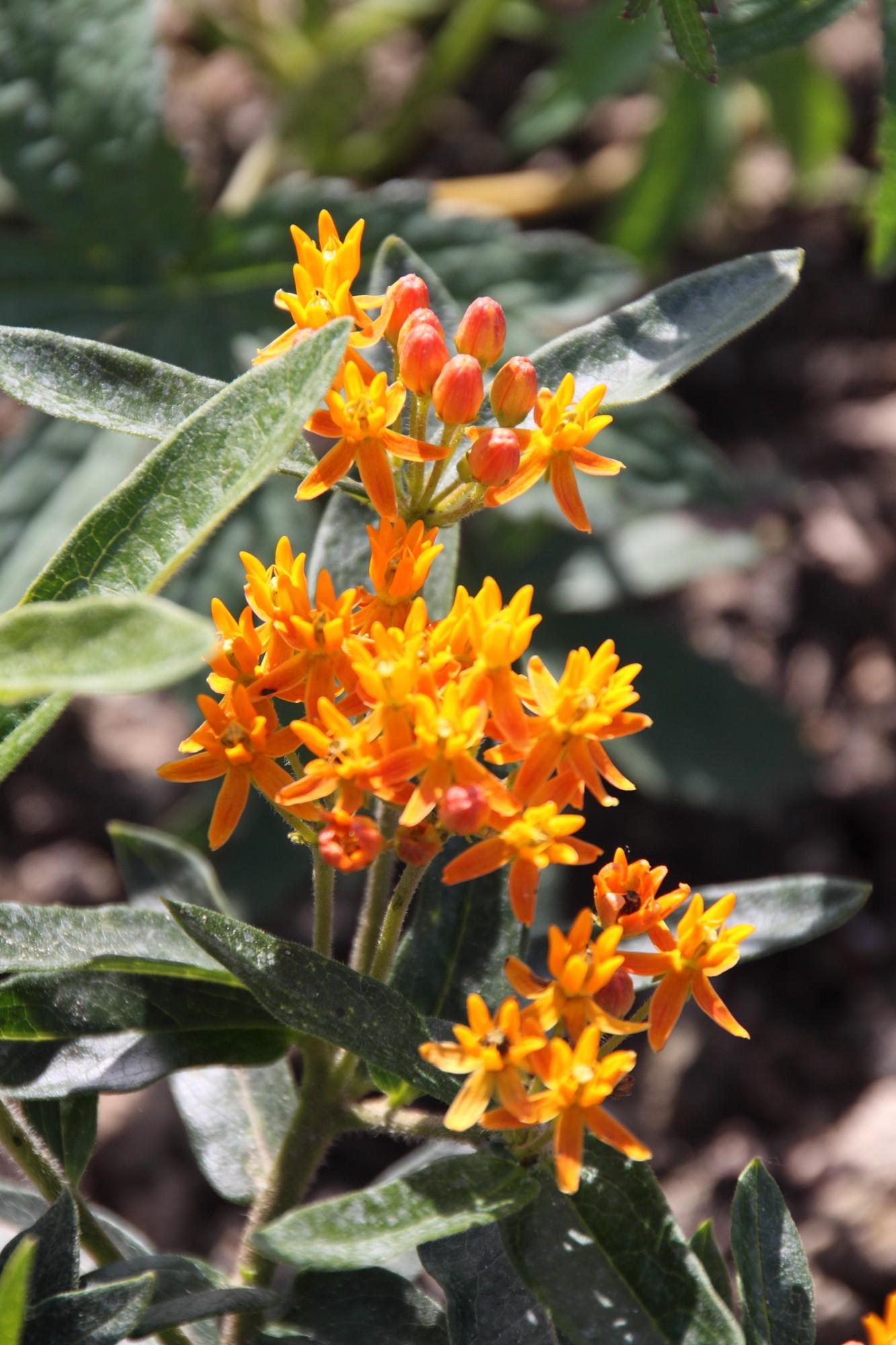 G1399 Asclepias Tuberosa - View 14 from www redcrocus com