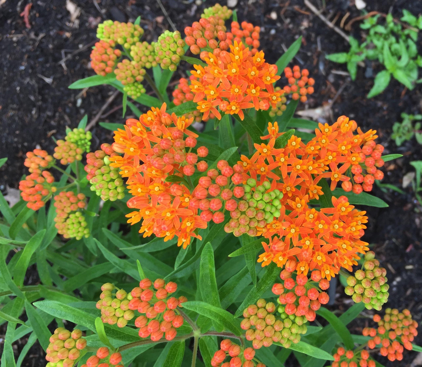 G1399 Asclepias Tuberosa - View 17 from www redcrocus com