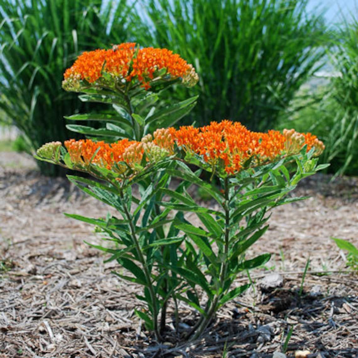 G1399 Asclepias Tuberosa - View 18 from www redcrocus com