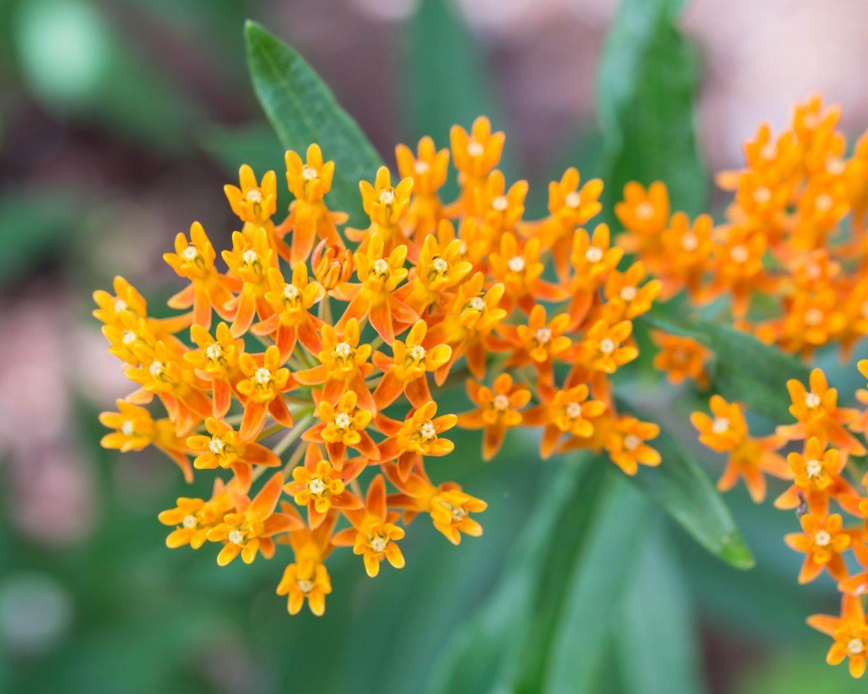 G1399 Asclepias Tuberosa - View 19 from www redcrocus com