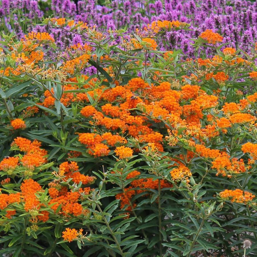G1399 Asclepias Tuberosa - View 20 from www redcrocus com