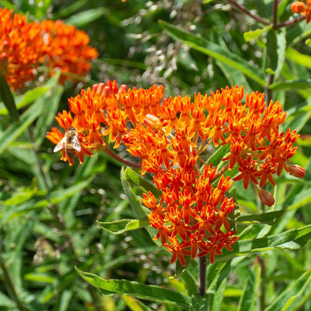 G1399 Asclepias Tuberosa - View 3 from www redcrocus com