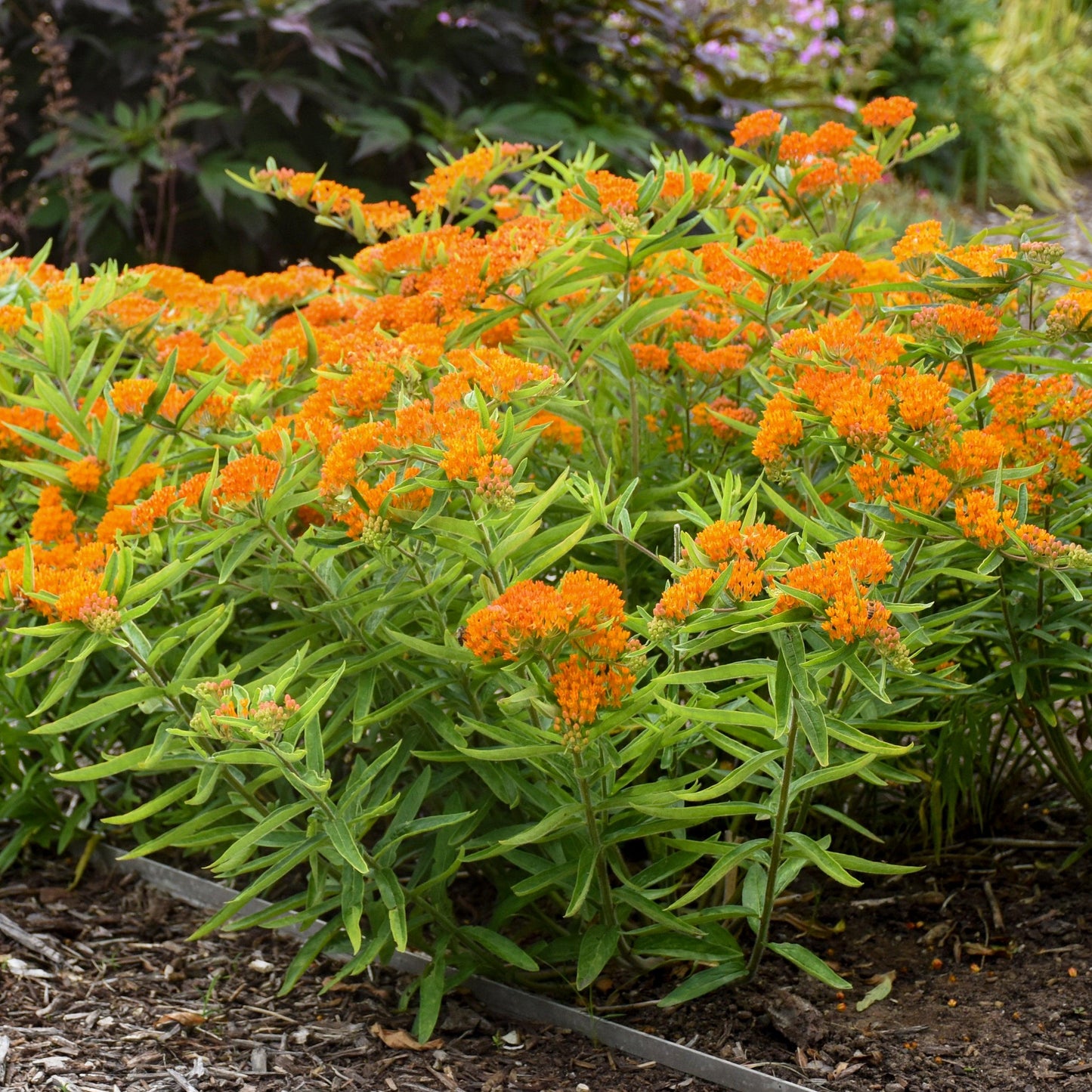 G1399 Asclepias Tuberosa - View 4 from www redcrocus com
