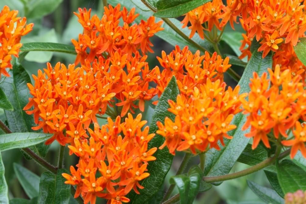 G1399 Asclepias Tuberosa - View 5 from www redcrocus com