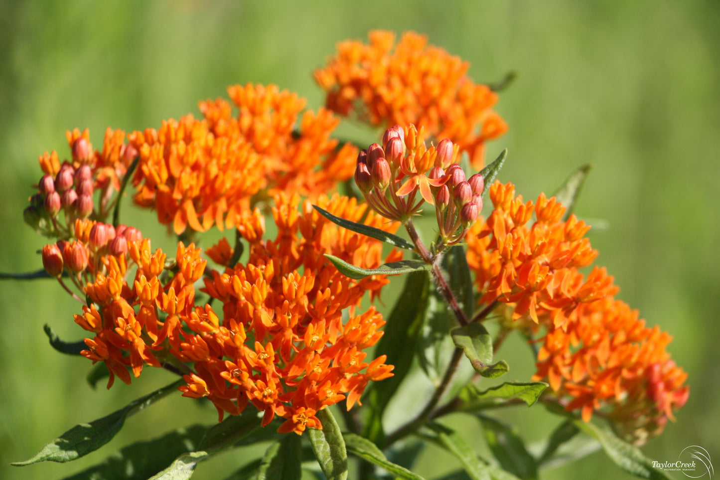 G1399 Asclepias Tuberosa - View 6 from www redcrocus com