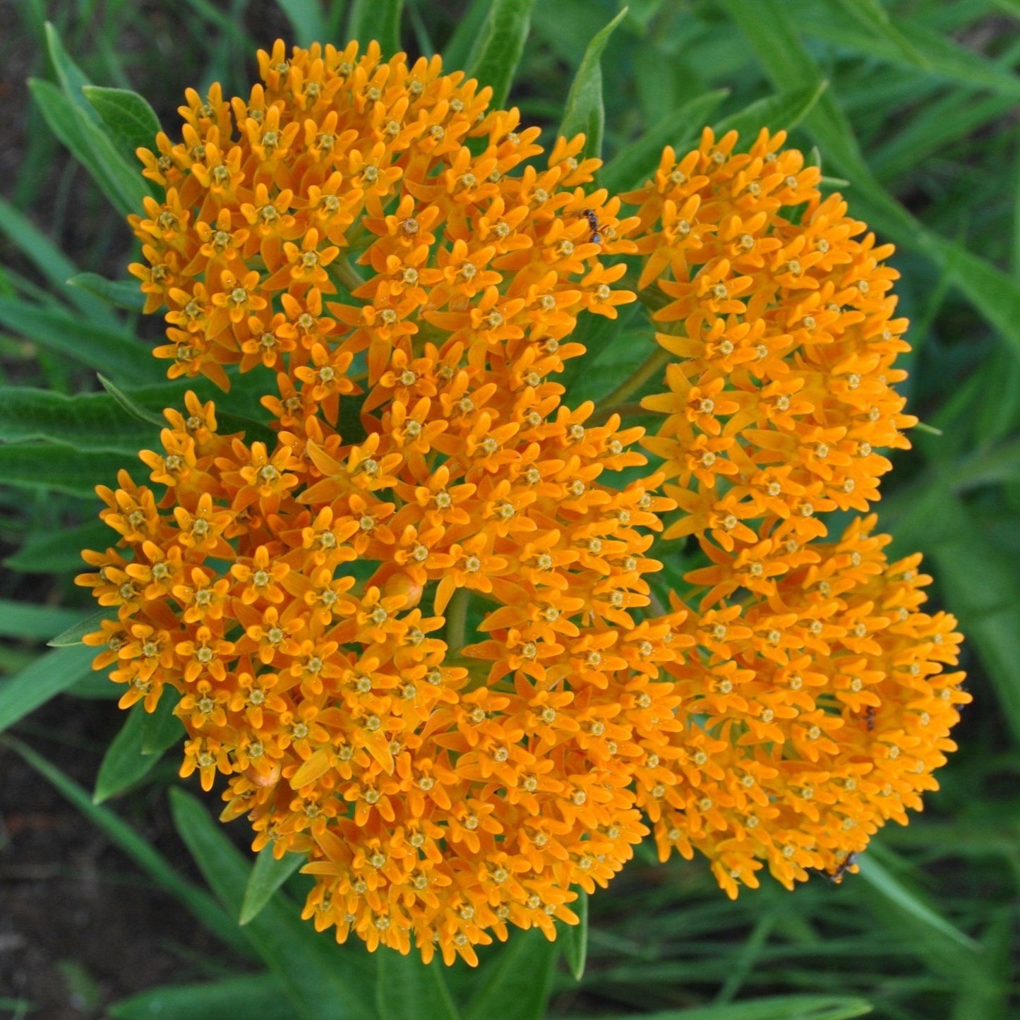 G1399 Asclepias Tuberosa - View 8 from www redcrocus com