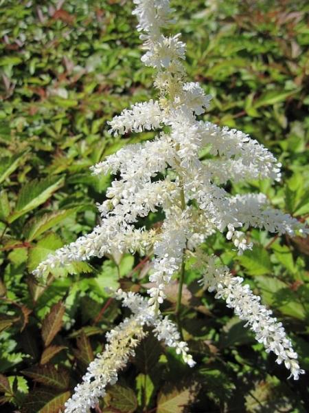 G1491 Astilbe Japonica 'deutschland' - View 12 from www redcrocus com