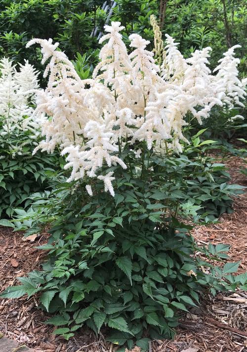 G1491 Astilbe Japonica 'deutschland' - View 4 from www redcrocus com