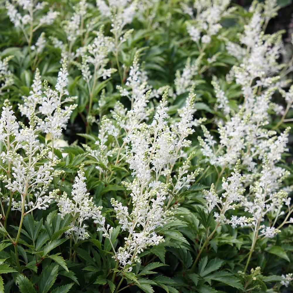 G1491 Astilbe Japonica 'deutschland' - View 6 from www redcrocus com