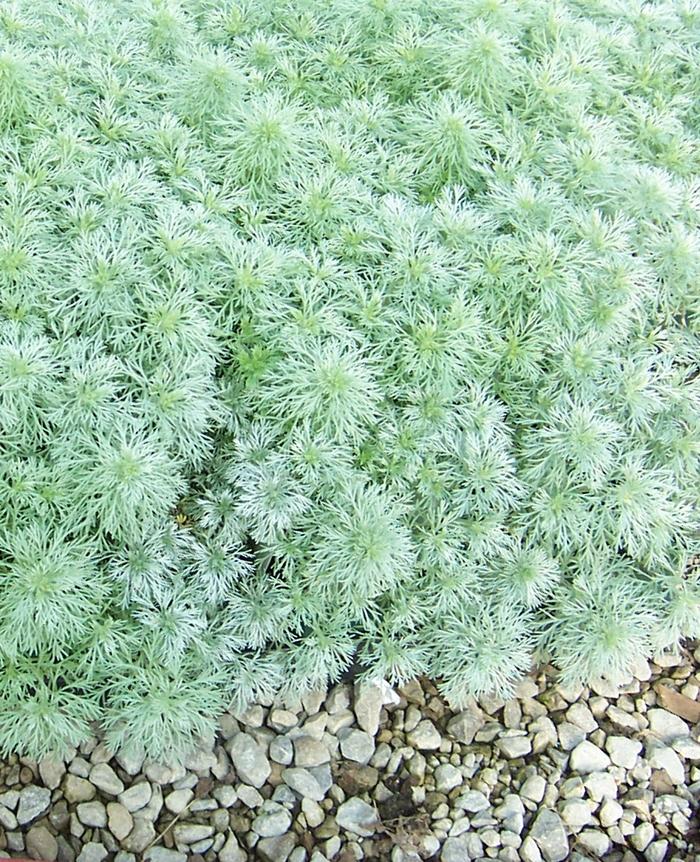 G155 Artemisia Schmidtiana Silver Mound - View 8 from www redcrocus com