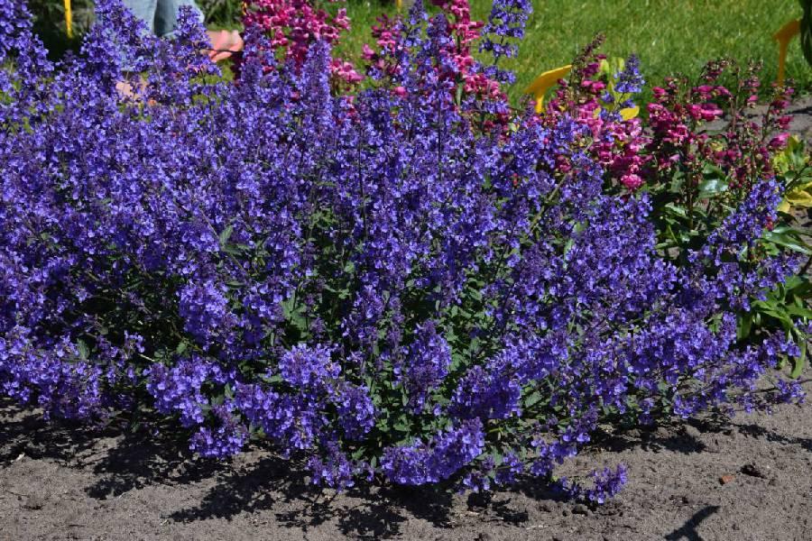 G1572 Nepeta X Faassenii Junior Walker - View 11 from www redcrocus com