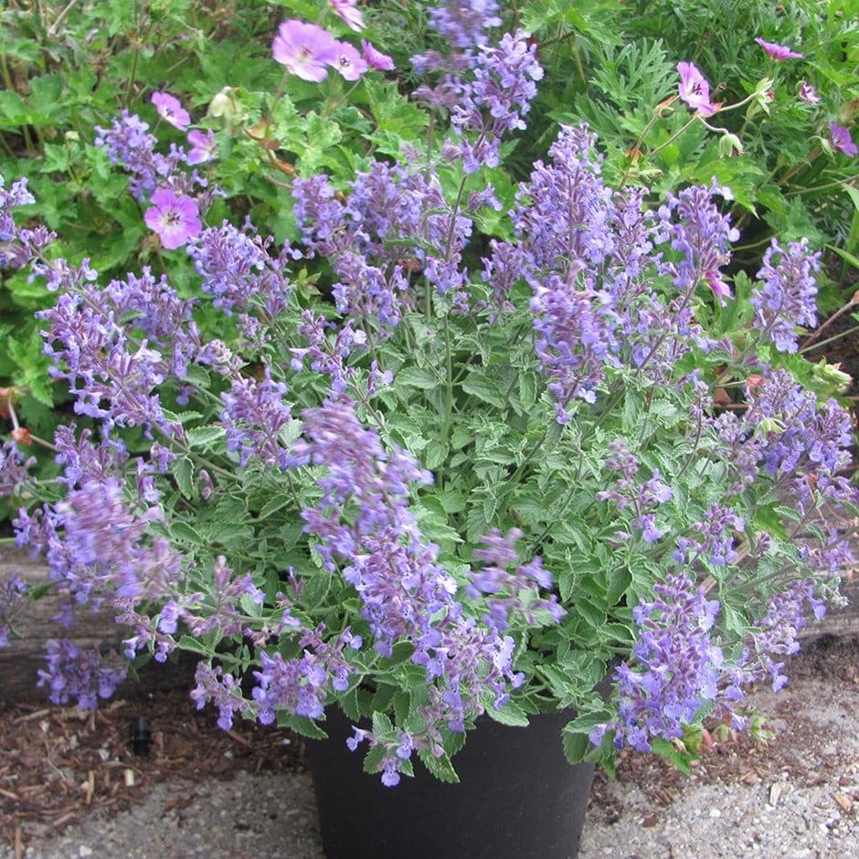 G1572 Nepeta X Faassenii Junior Walker - View 19 from www redcrocus com