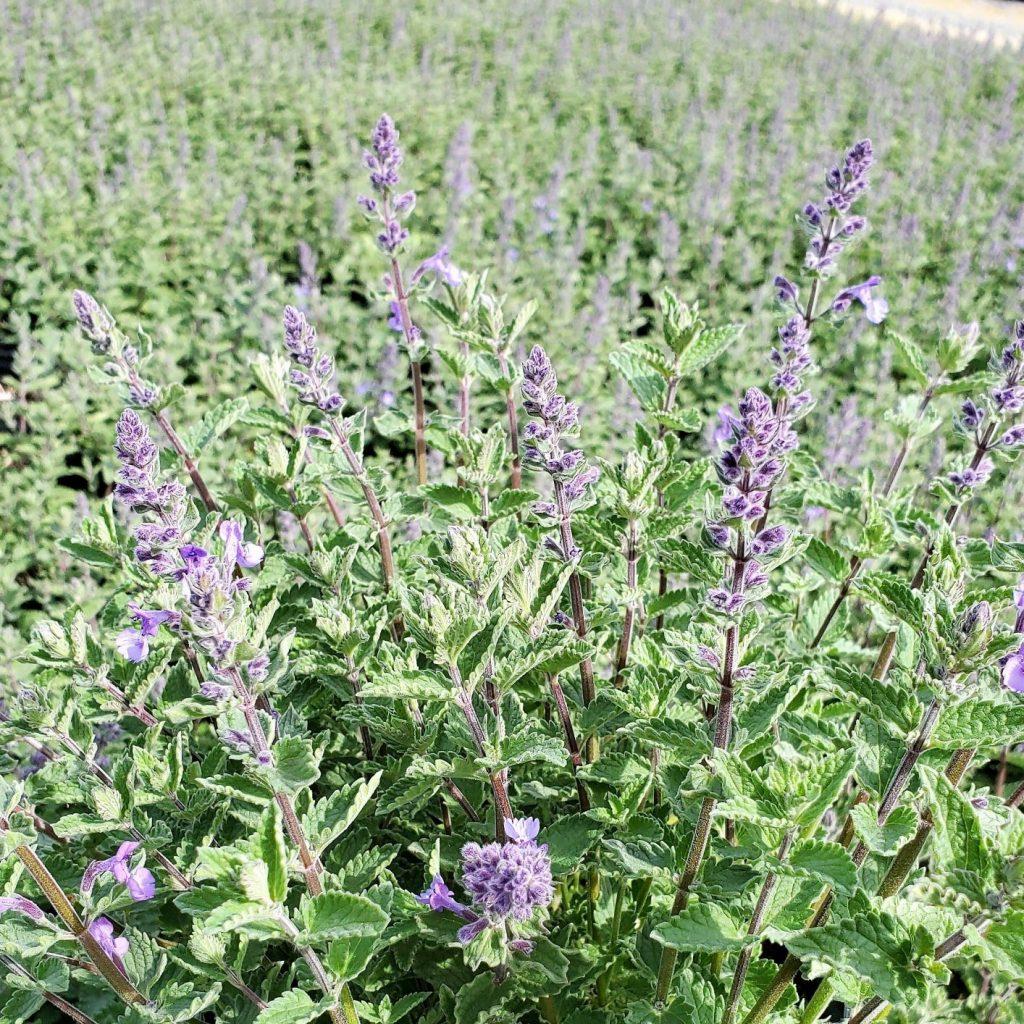 G1572 Nepeta X Faassenii Junior Walker - View 20 from www redcrocus com