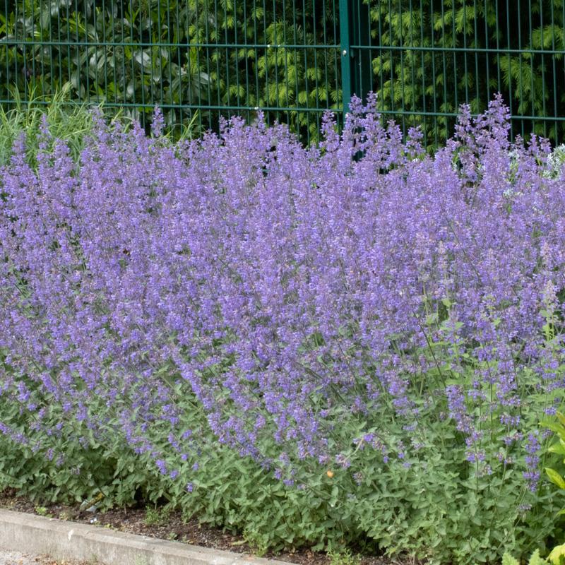 G1572 Nepeta X Faassenii Junior Walker - View 2 from www redcrocus com