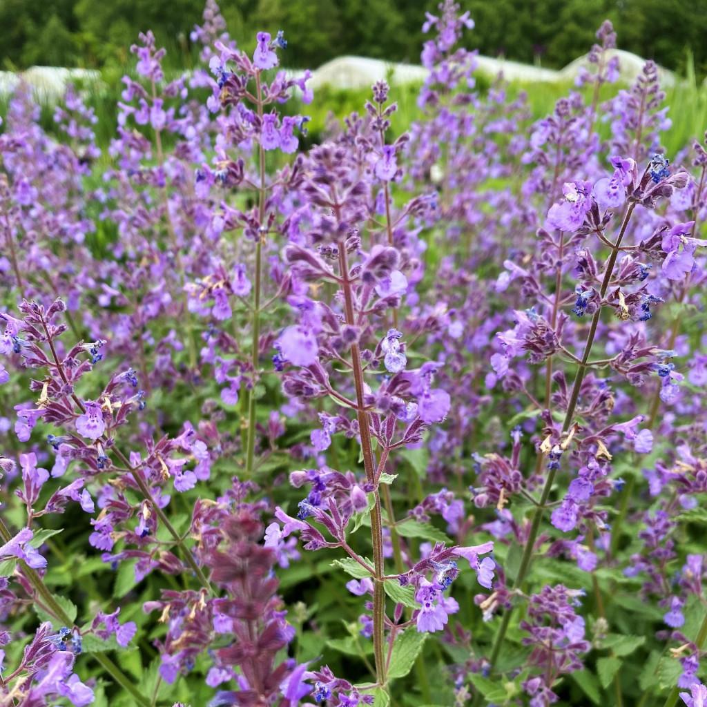 G1572 Nepeta X Faassenii Junior Walker - View 4 from www redcrocus com