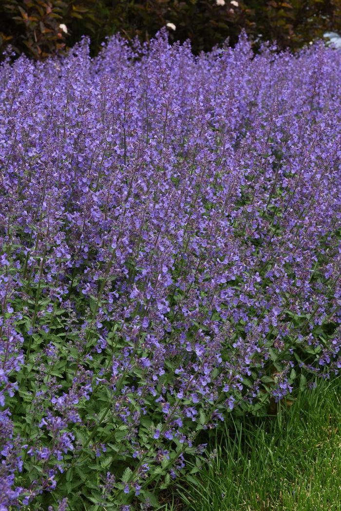 G1572 Nepeta X Faassenii Junior Walker - View 5 from www redcrocus com