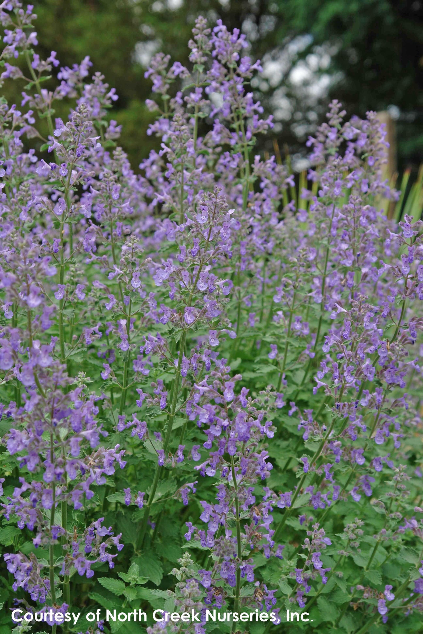 G1572 Nepeta X Faassenii Junior Walker - View 9 from www redcrocus com