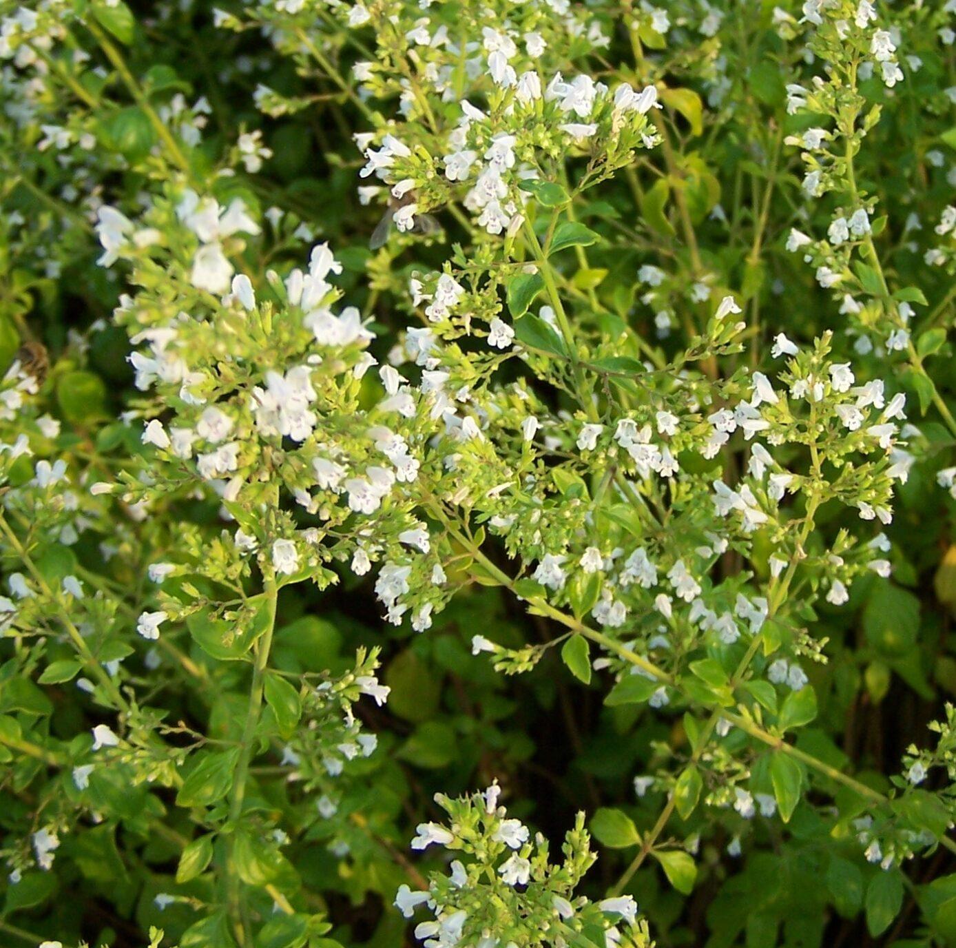 G1576 Calamintha Nepeta White Cloud - View 12 from www redcrocus com