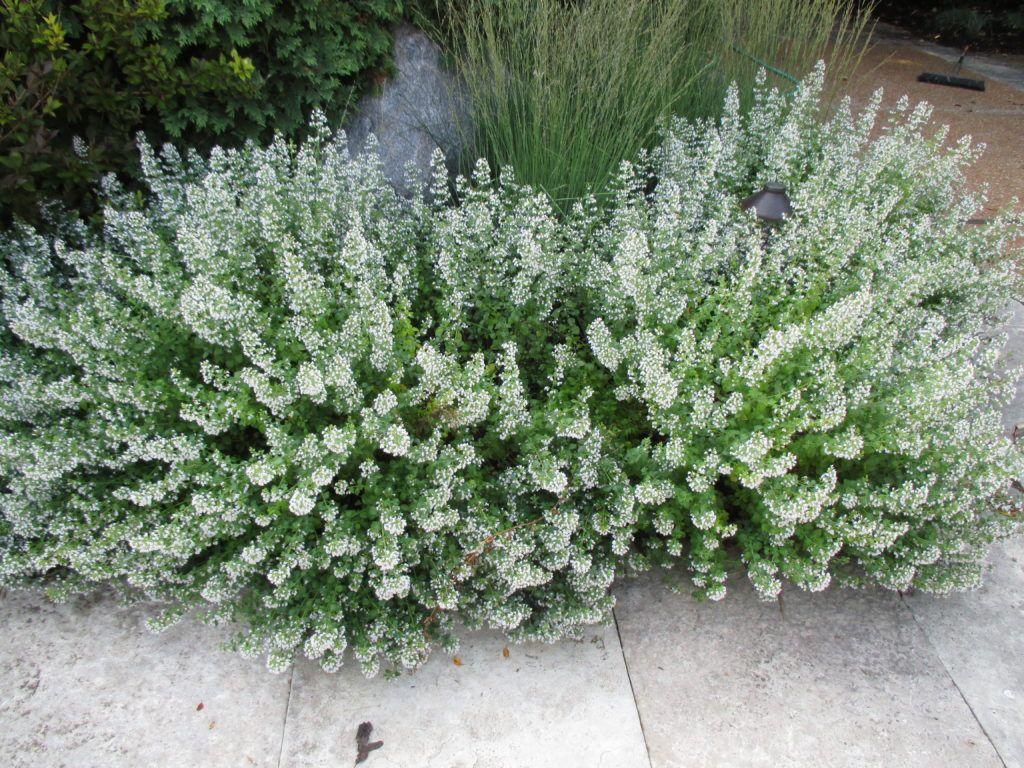 G1576 Calamintha Nepeta White Cloud - View 3 from www redcrocus com