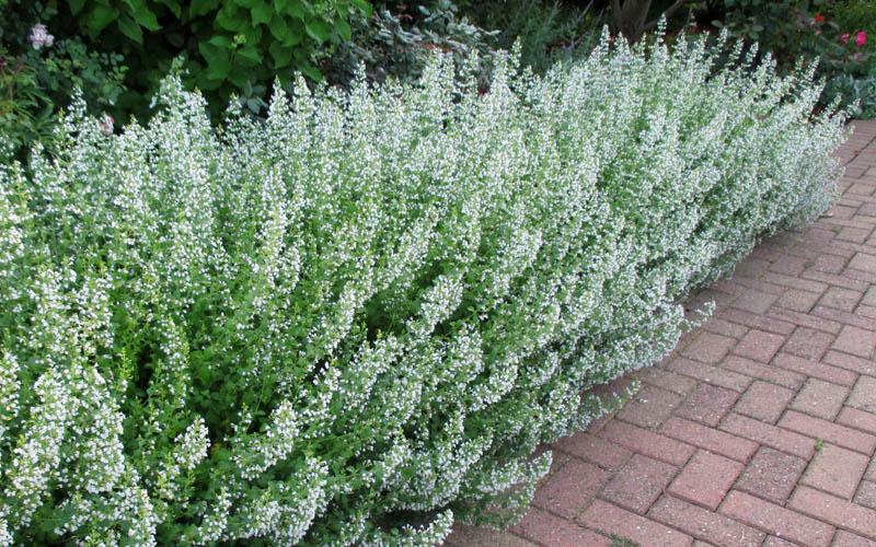 G1576 Calamintha Nepeta White Cloud - View 5 from www redcrocus com