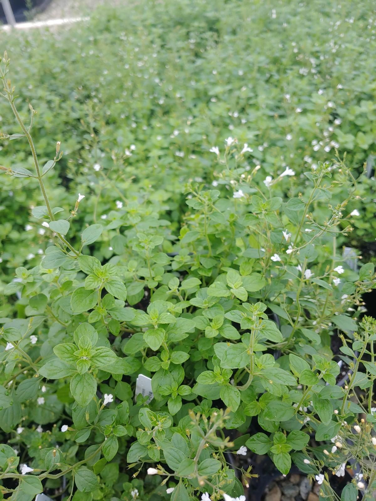 G1576 Calamintha Nepeta White Cloud - View 8 from www redcrocus com