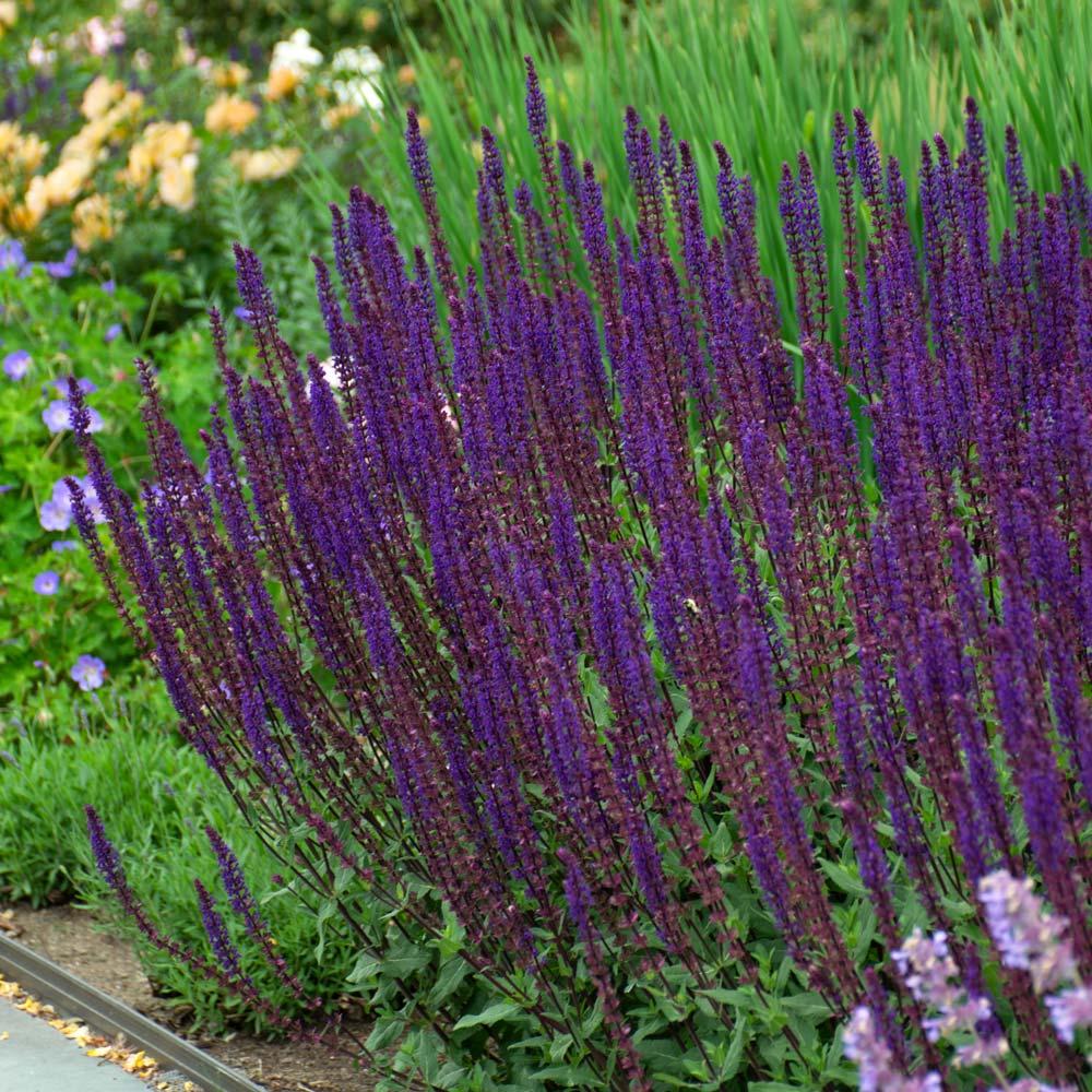 G1613 Salvia Nemorosa Caradonna - View 11 from www redcrocus com