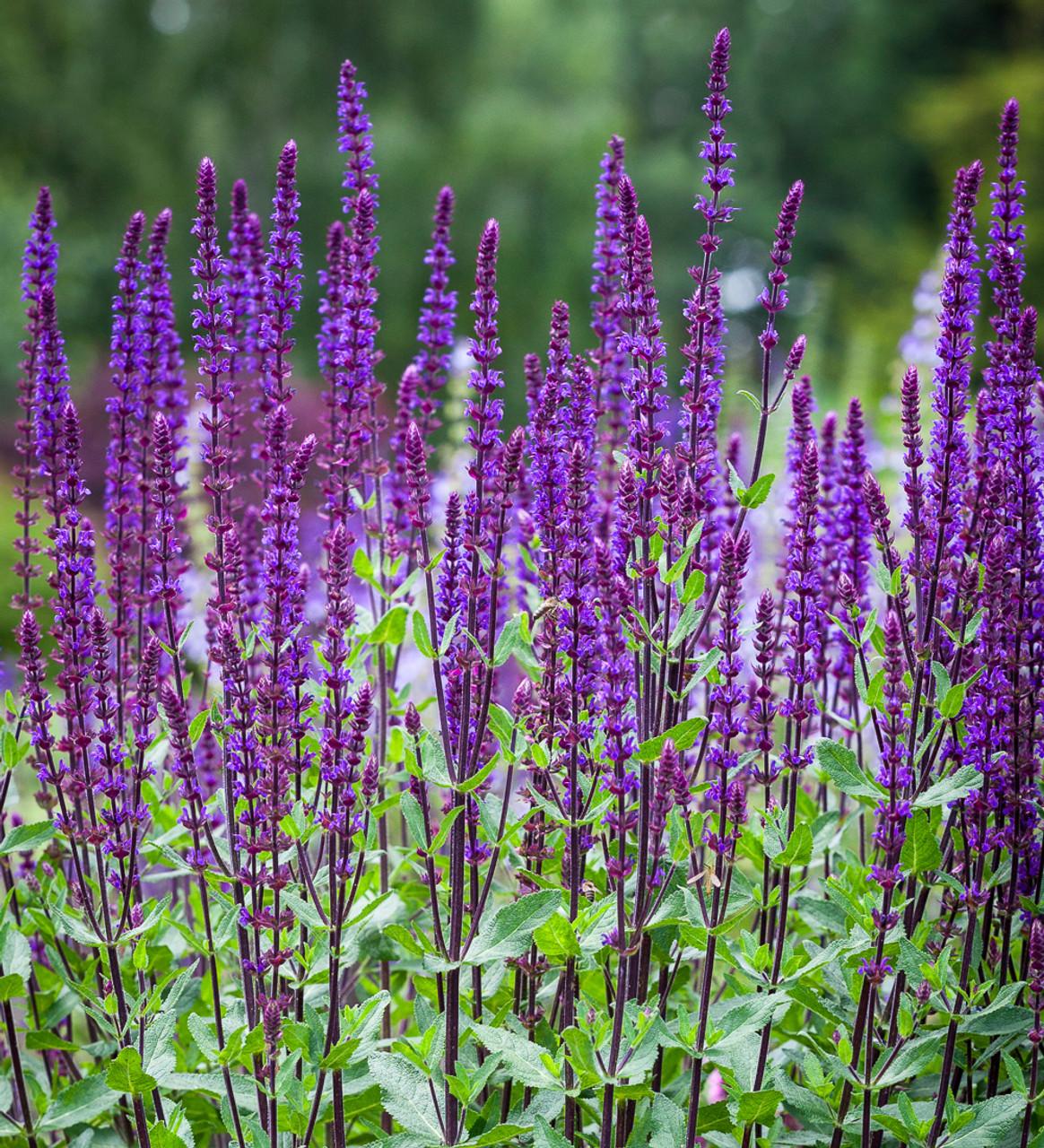 G1613 Salvia Nemorosa Caradonna - View 15 from www redcrocus com