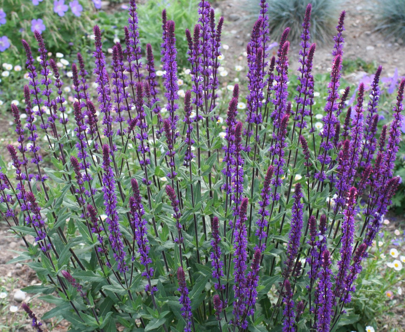 G1613 Salvia Nemorosa Caradonna - View 19 from www redcrocus com