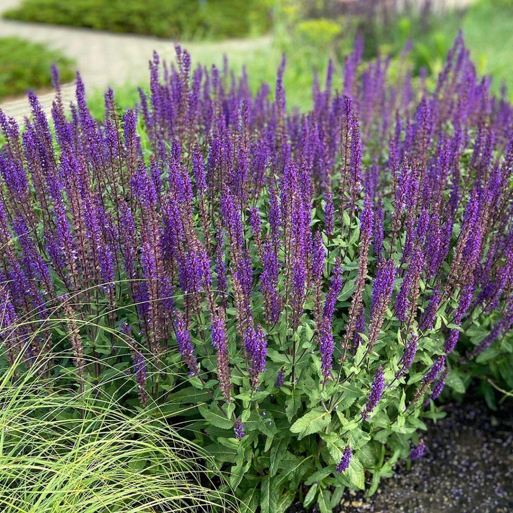 G1613 Salvia Nemorosa Caradonna - View 1 from www redcrocus com