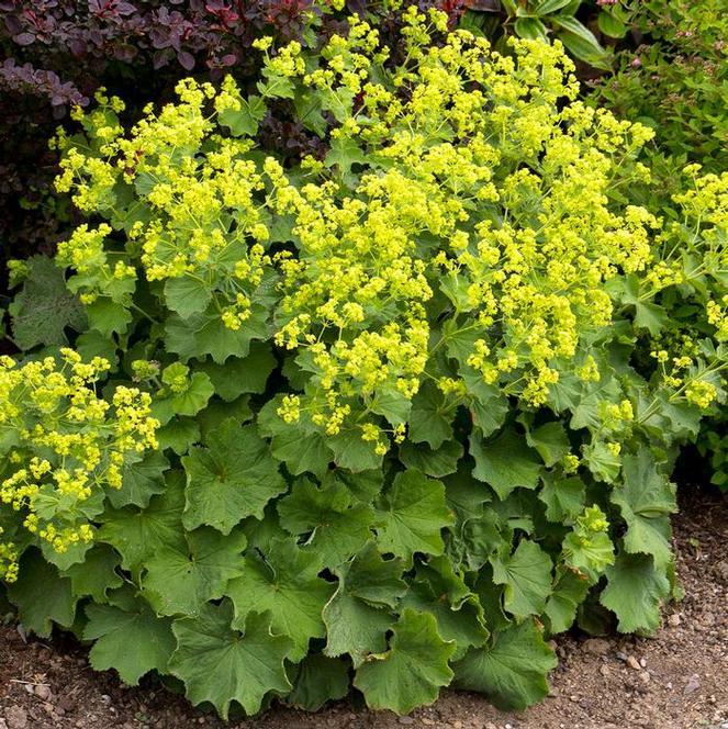 G1633 Alchemilla Mollis Thriller - View 5 from www redcrocus com