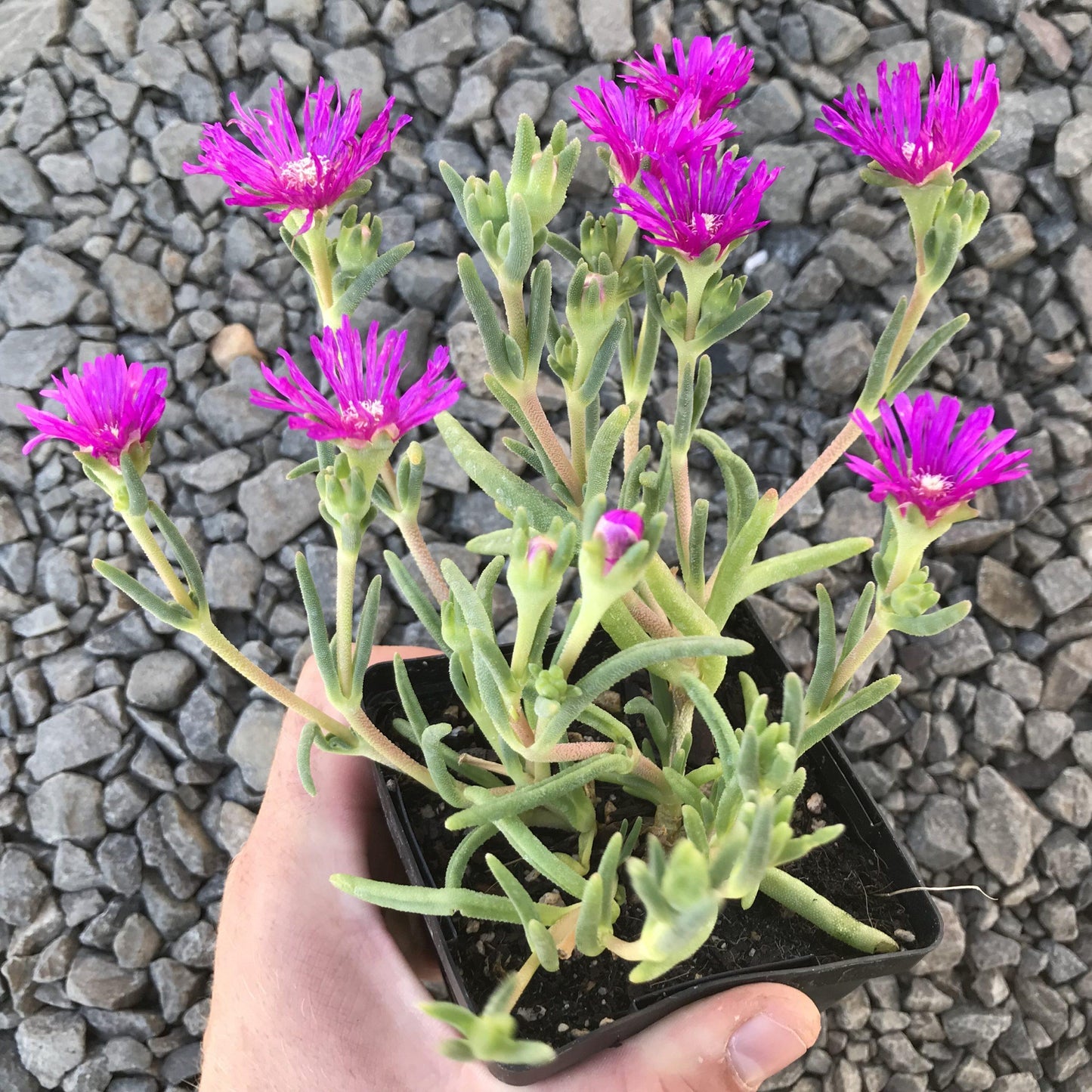 G1648 Delosperma Cooperi - View 5 from www redcrocus com
