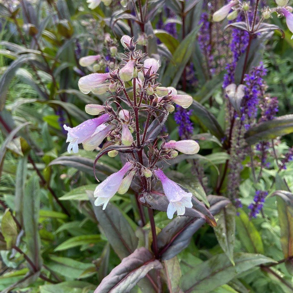 G166 Penstemon Digitalis Husker Red - View 13 from www redcrocus com