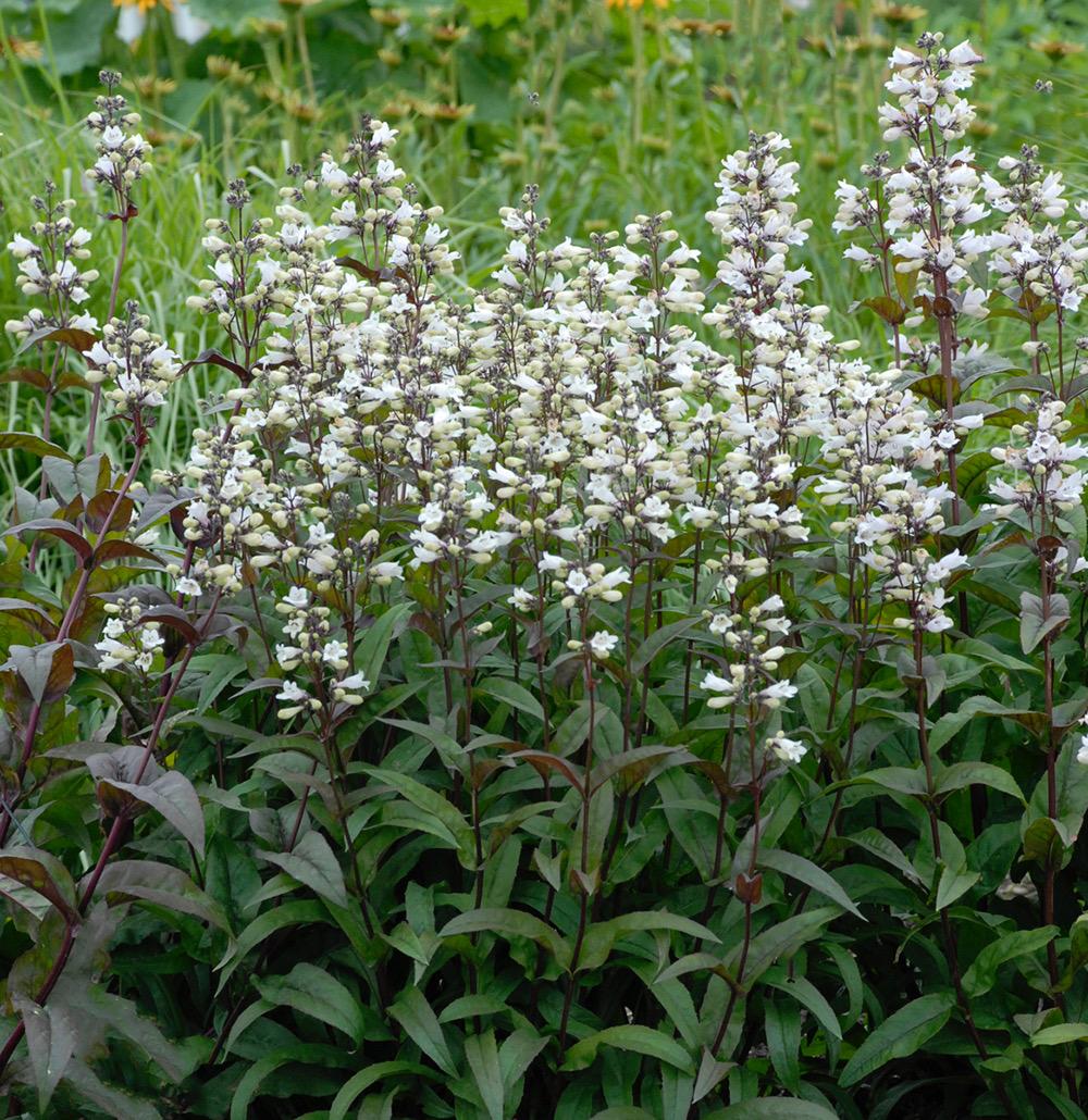 G166 Penstemon Digitalis Husker Red - View 18 from www redcrocus com
