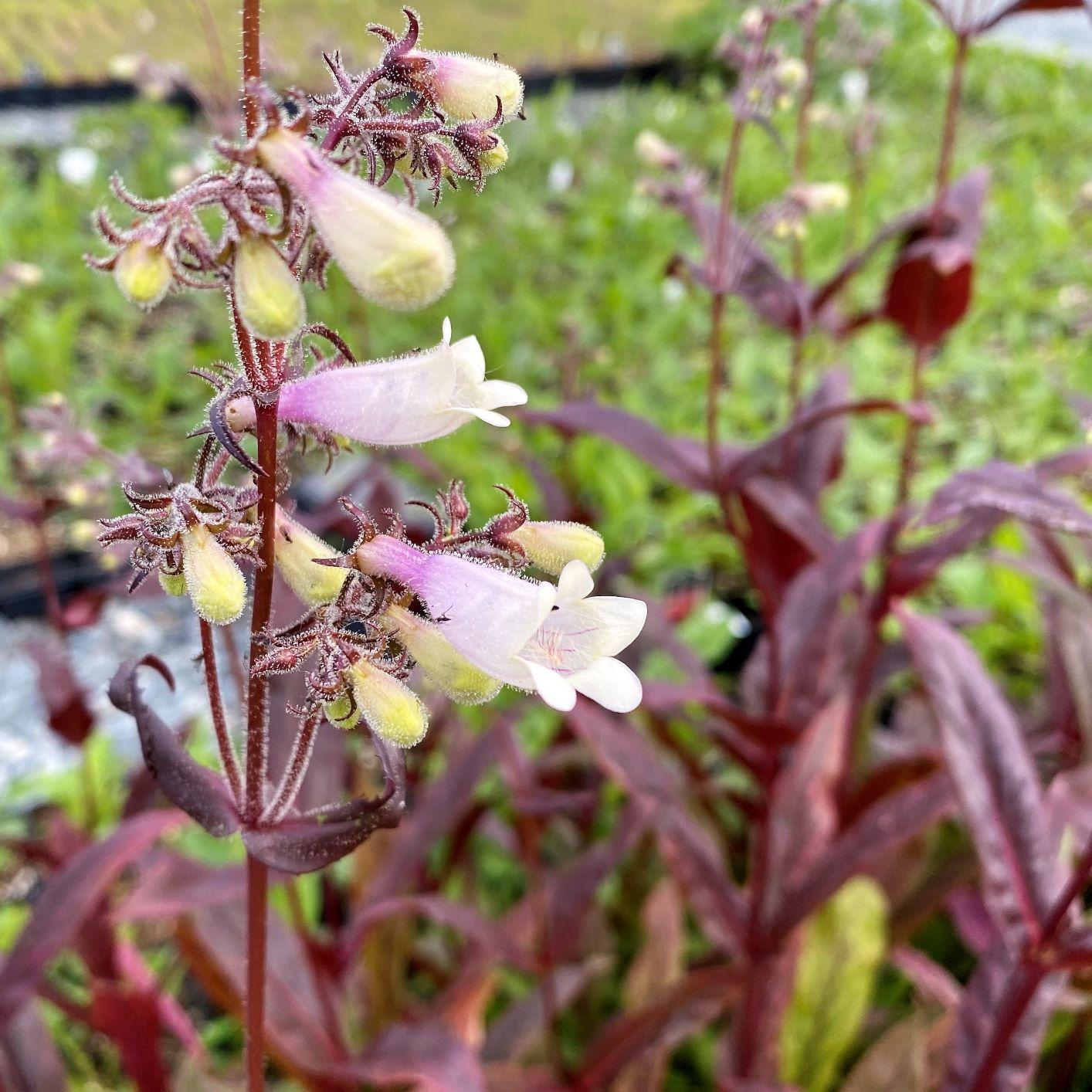 G166 Penstemon Digitalis Husker Red - View 6 from www redcrocus com