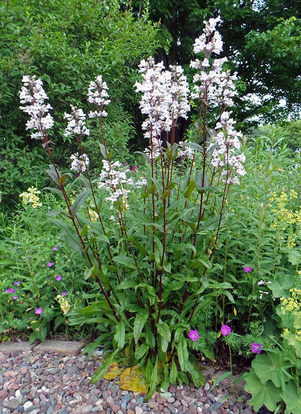 G166 Penstemon Digitalis Husker Red - View 7 from www redcrocus com