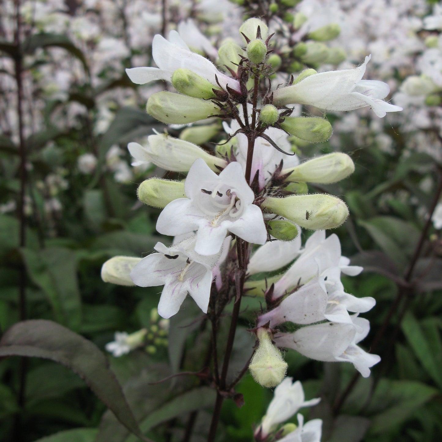 G166 Penstemon Digitalis Husker Red - View 8 from www redcrocus com