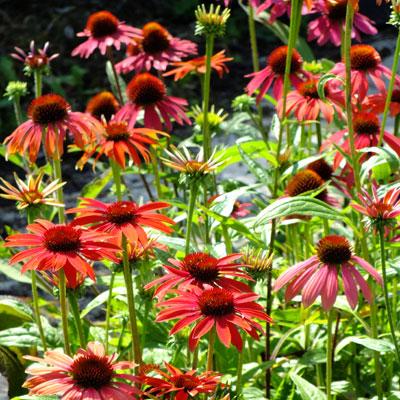 G1672 Echinacea Purpurea Cheyenne Spirit - View 17 from www redcrocus com