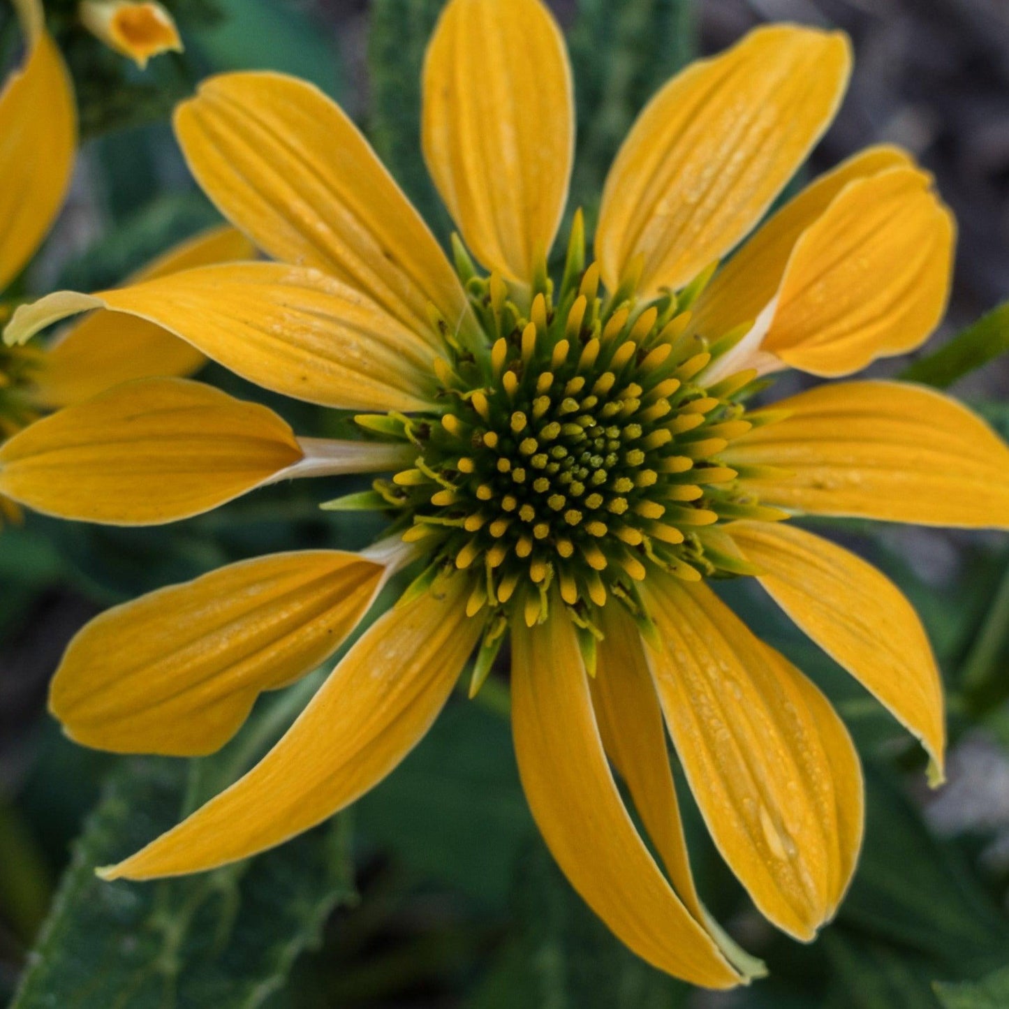G1672 Echinacea Purpurea Cheyenne Spirit - View 18 from www redcrocus com