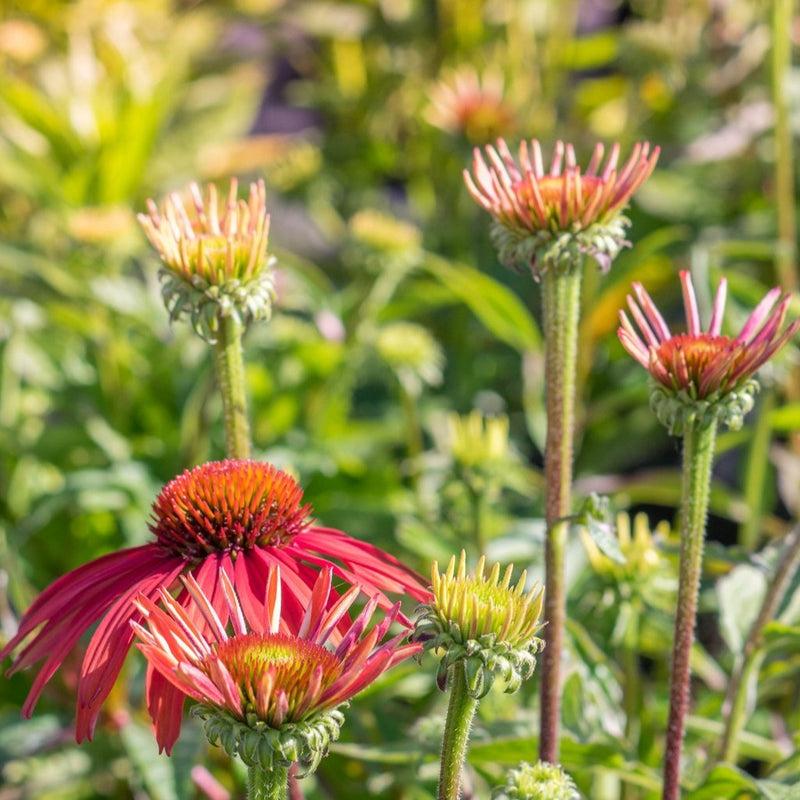 G1672 Echinacea Purpurea Cheyenne Spirit - View 4 from www redcrocus com