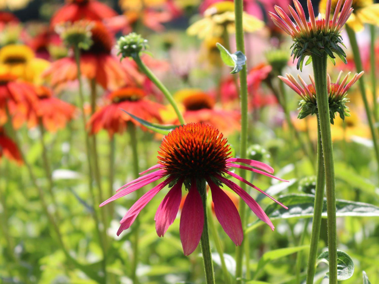 G1672 Echinacea Purpurea Cheyenne Spirit - View 7 from www redcrocus com