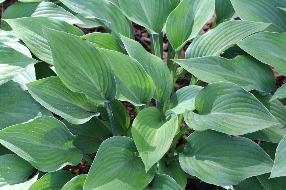 G194 Hosta X Halcyon - View 14 from www redcrocus com