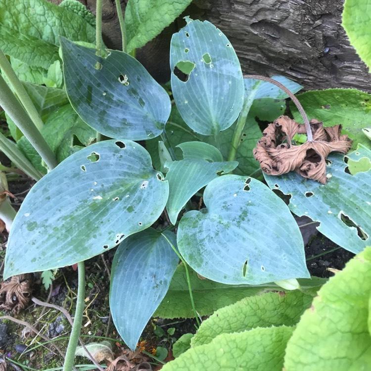 G194 Hosta X Halcyon - View 15 from www redcrocus com