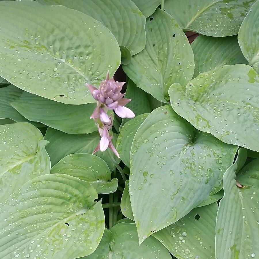 G194 Hosta X Halcyon - View 19 from www redcrocus com