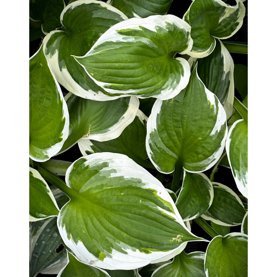 G201 Hosta Fortunei Minuteman - View 10 from www redcrocus com