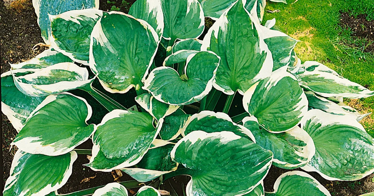 G201 Hosta Fortunei Minuteman - View 12 from www redcrocus com