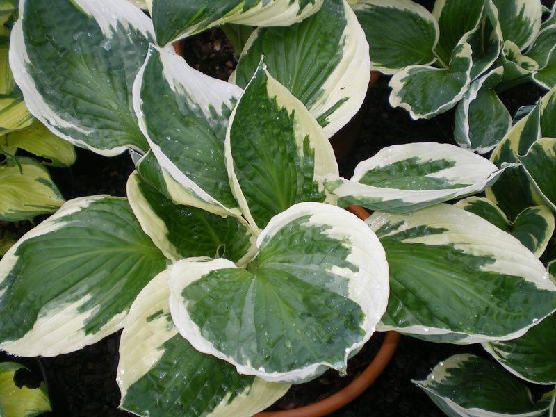 G201 Hosta Fortunei Minuteman - View 12 from www redcrocus com